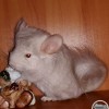 Велес