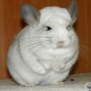 Аморинас Холли