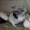 Криолита