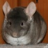 Клаус
