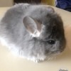 Фаня