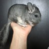 Симка