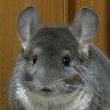 Эклер