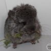 Морфей