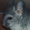 Лаки
