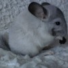Шурик