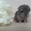 Найс