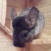 Жужа