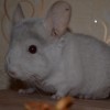 Чизкейк