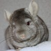 Наина