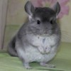 Люмьер