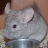 Оливер