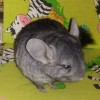Нюша