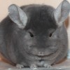 Жанно