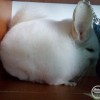 Лаки