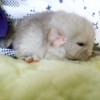 Куки