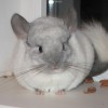 Котик