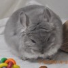 Пелагея
