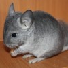 Лайна