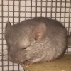 Болик