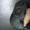 Шанель