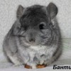 Бантик