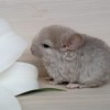 Лео