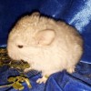 Мариса