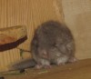 7 дней
