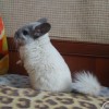 Антонио