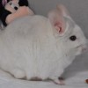 Устина