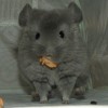 Маркус