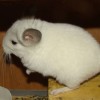 Колин
