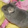 Клим