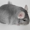 Марика