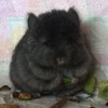 Дарий