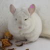 Лила