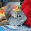 Сайми
