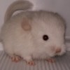 Клим