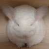 Кора
