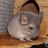Юпитер из Стрелецкого дома