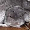 Брендон из Стрелецкого дома