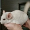 Беляшик