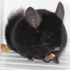 Ластик