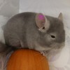 Селин
