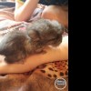 Саймон