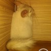 Маркиз