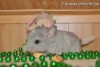 Феликс