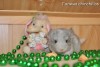 Феликс