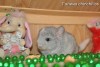 Феликс